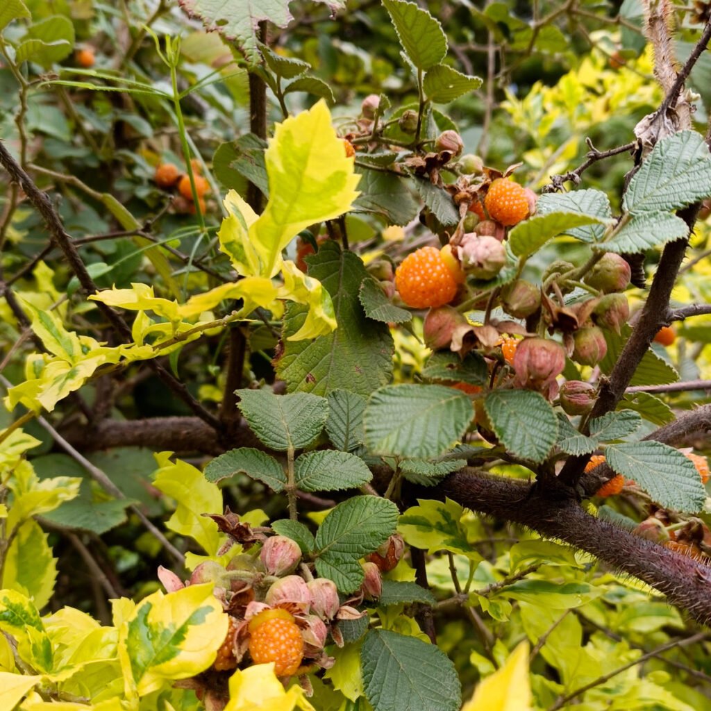 Hisalu berry bush