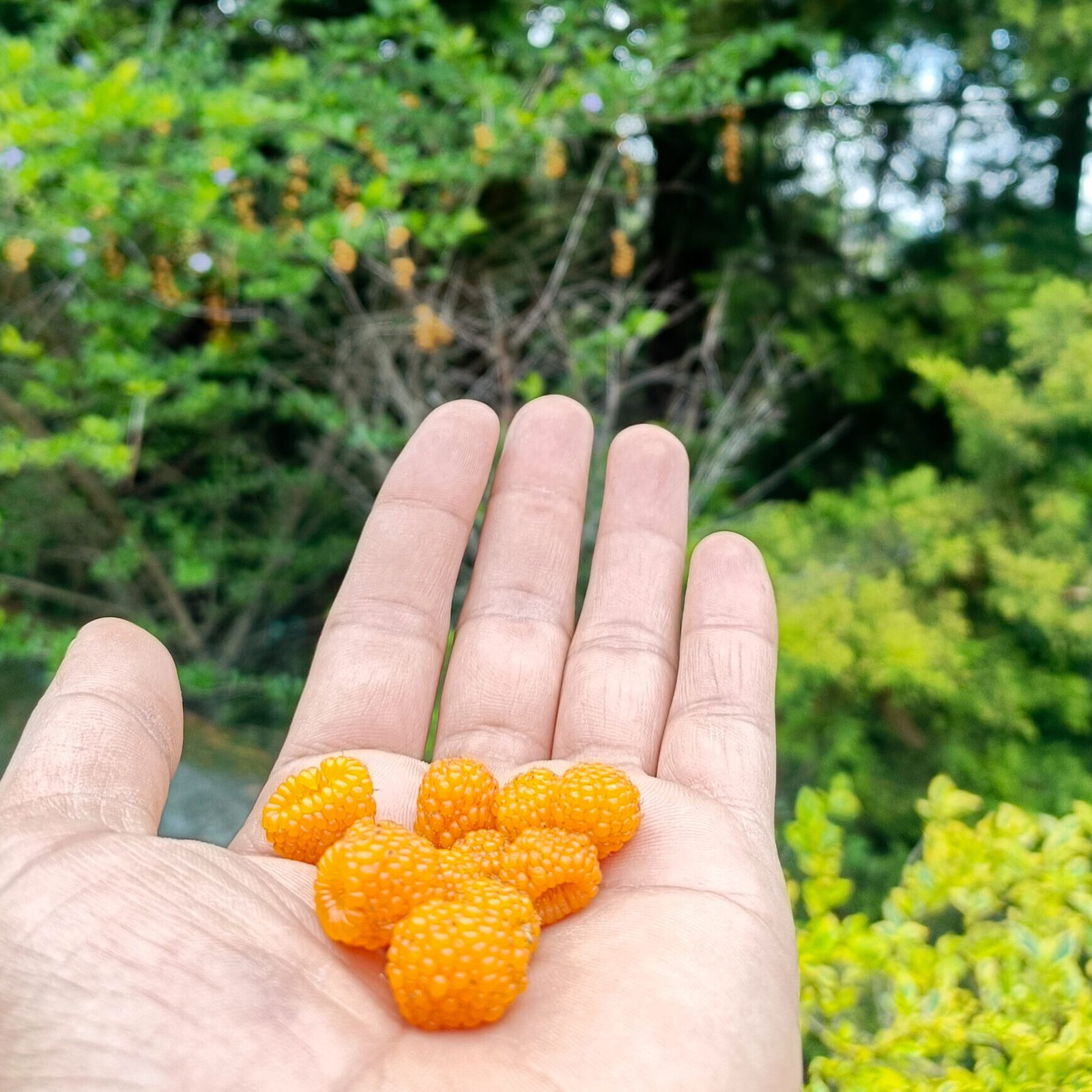 Hisalu berry