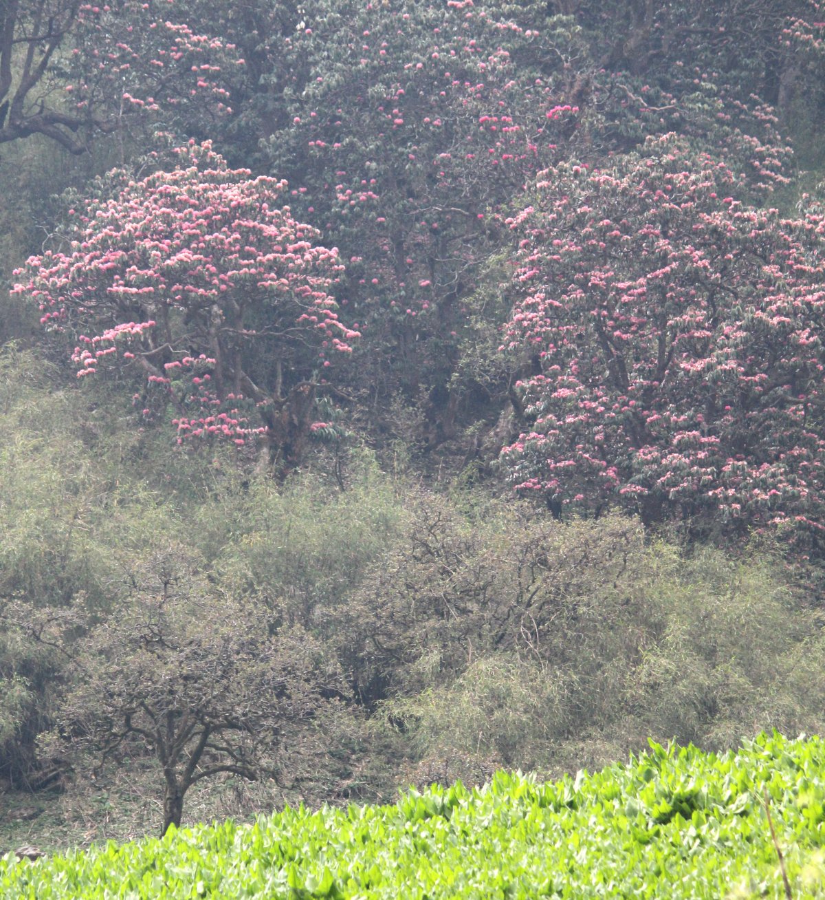 The buransh trees in the Pindari Glacier trek