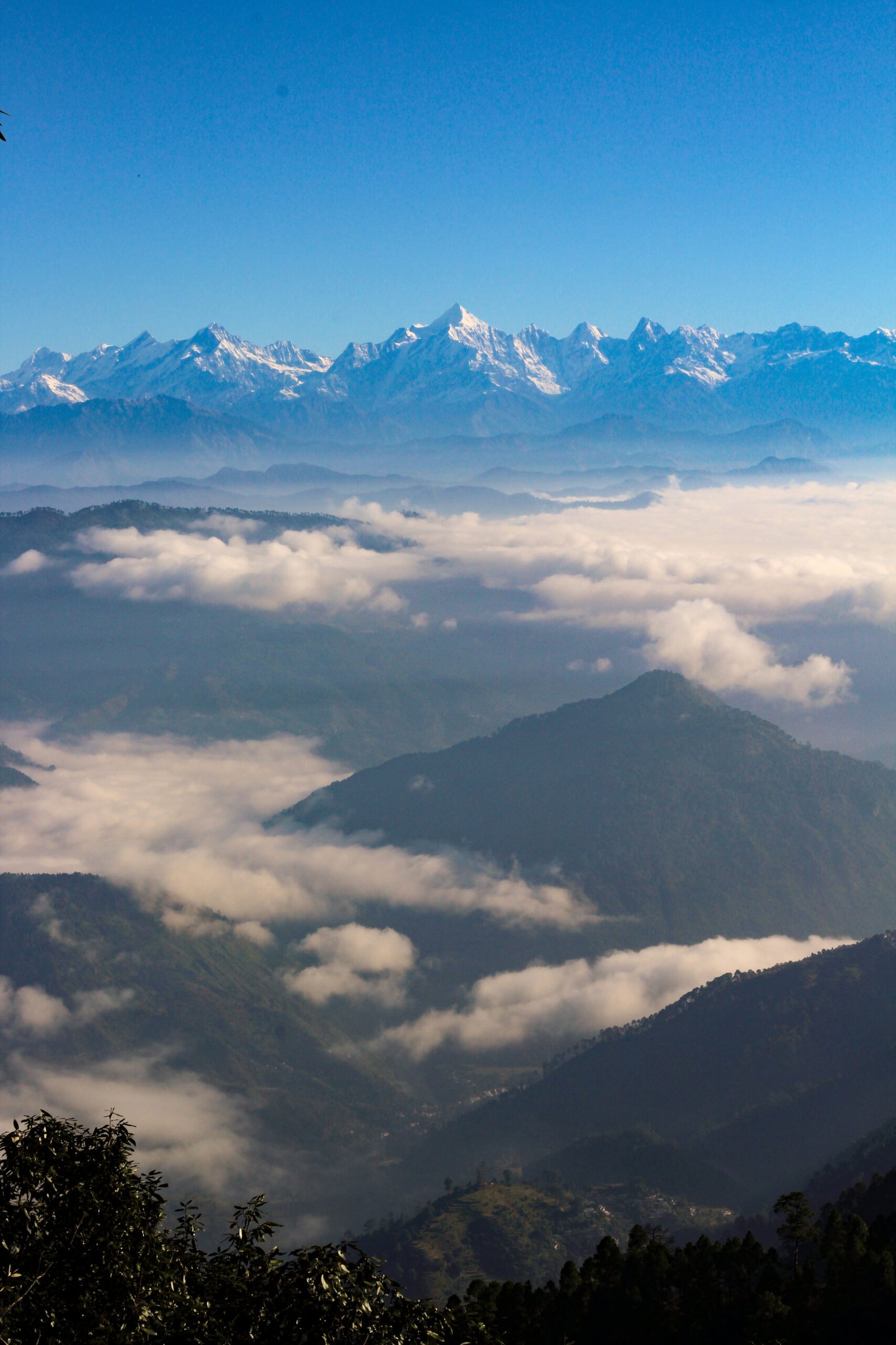 Snow-covered Panchachuli peaks along the horizon under a clear blue sky, with forested ridges below rising out of valleys filled with white cloud, and dark tree branches in the foreground.