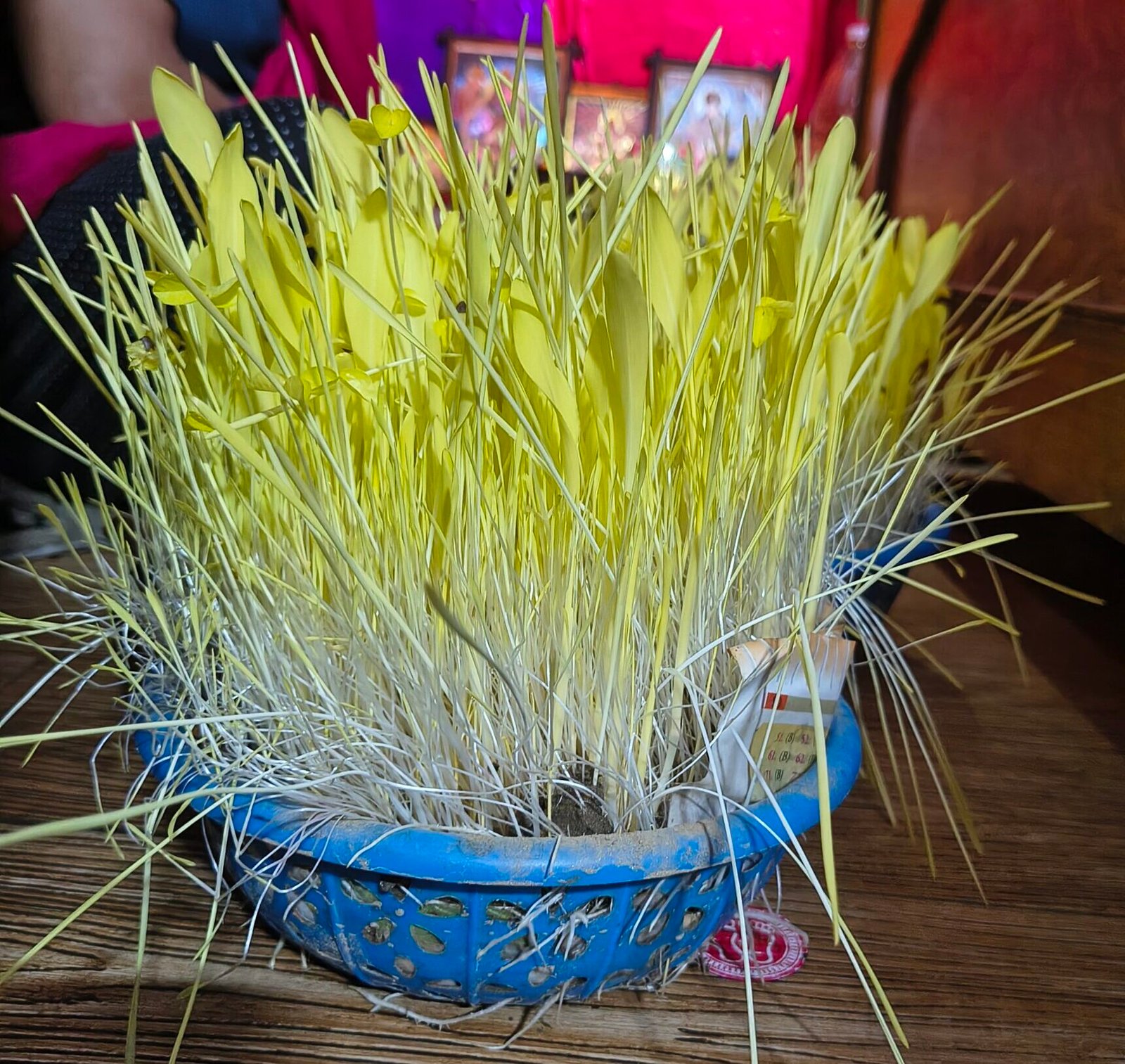Harela grown in Kumaon of Uttarakhand