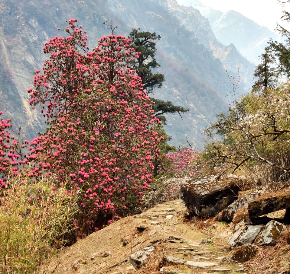 Buransh tree blooms with flowers in the early spring season in the Pindari Glacier trek