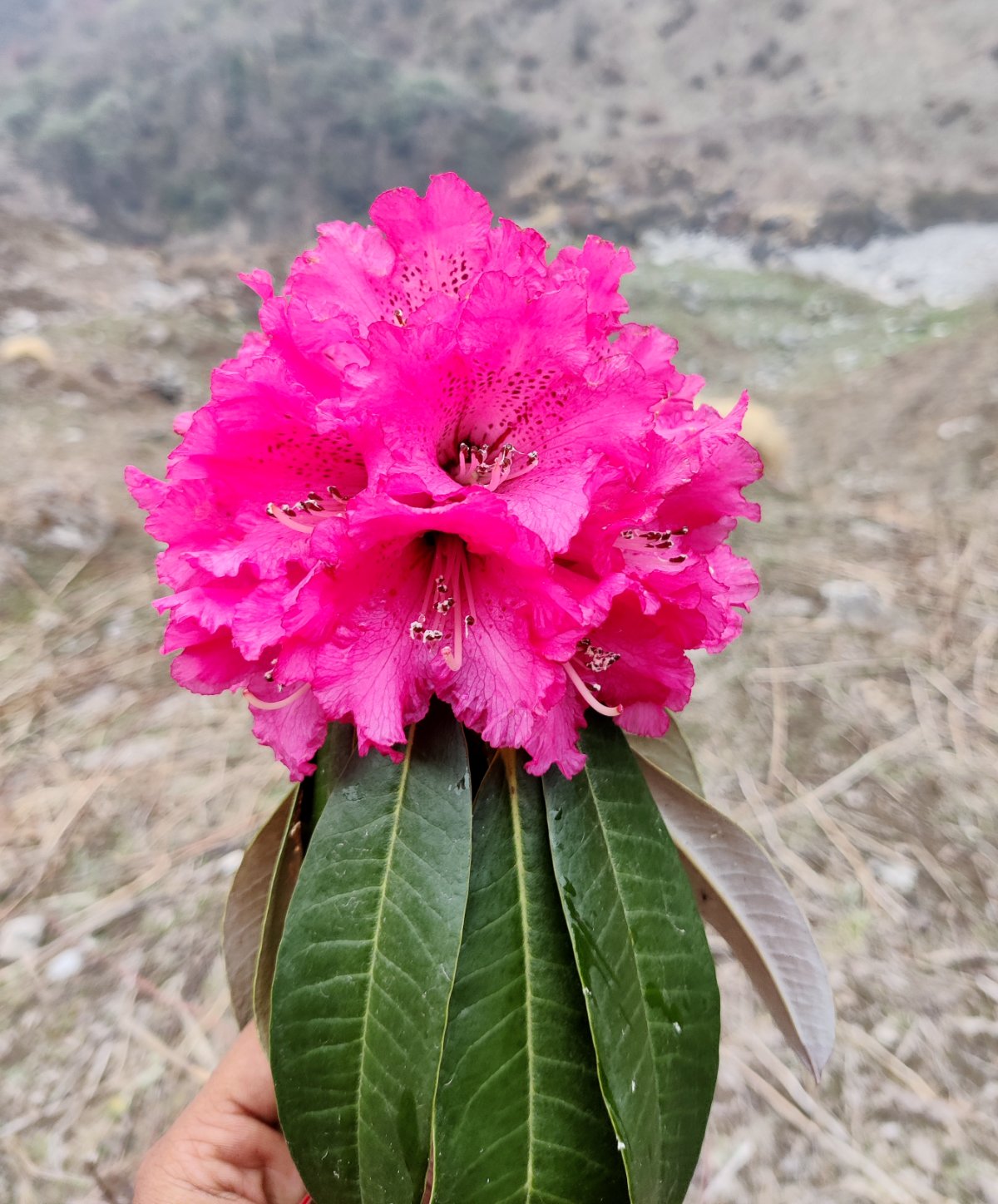 Buransh flower and its vibrant petals