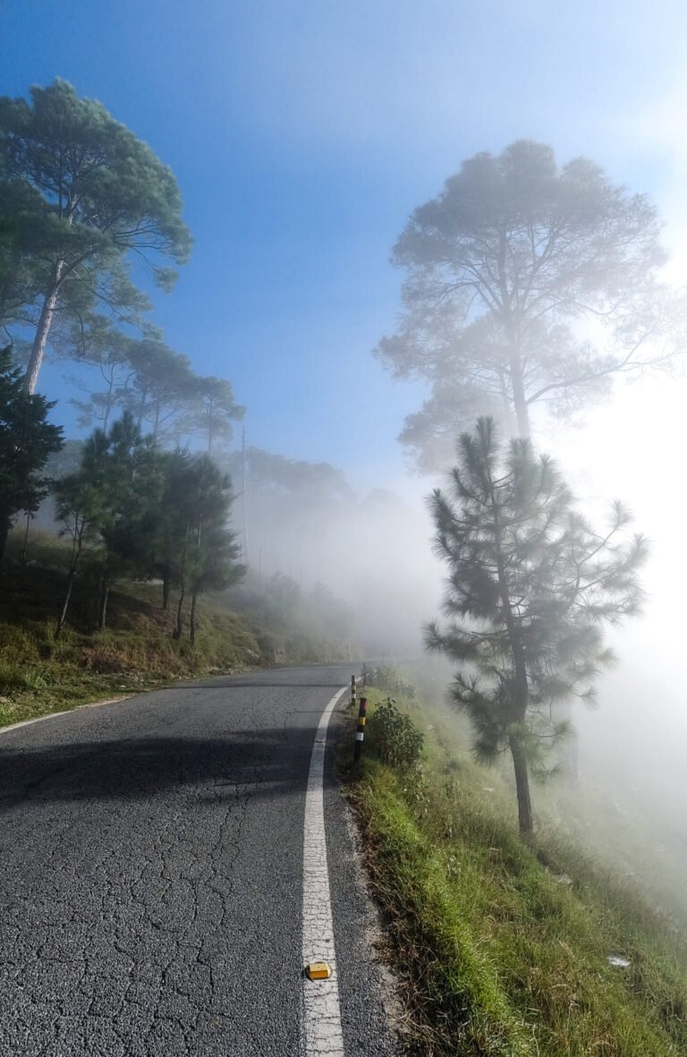 A winding hill road with a white edge line, pine trees on a sunlit slope to the left under a blue sky. The right side of the frame is filled with dense white fog that partly hides a pine tree and the hillside beyond. Black and yellow marker posts stand at the road's edge.